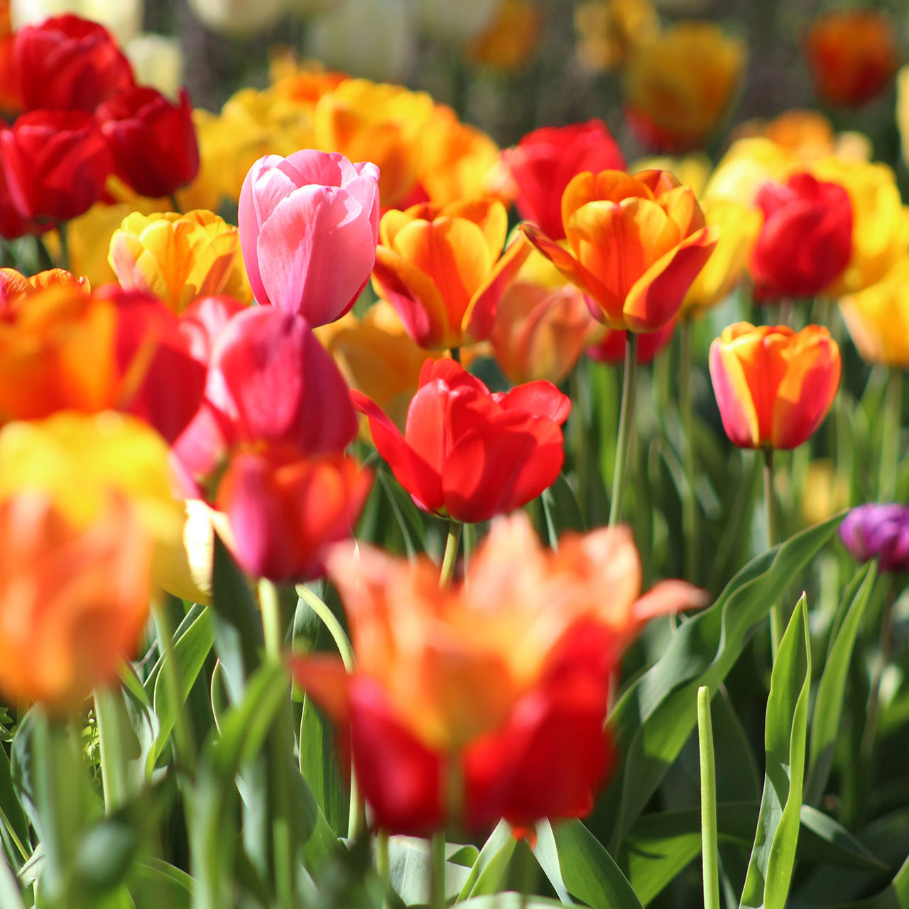 landscaping-flowers-saint-louis-tulips